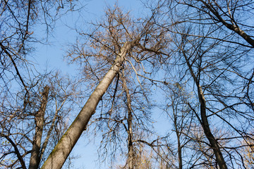 Crowns trees against the background of the blue sky in sunny autumn day