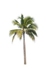 Obraz premium Coconut trees on white background 