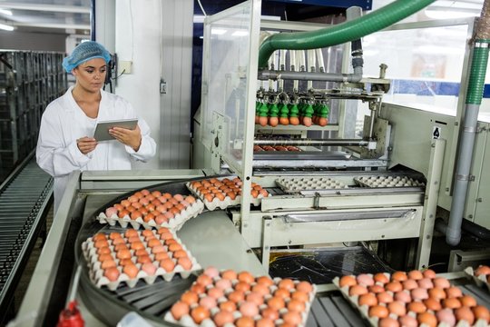 Female using digital tablet while examining eggs on conveyor bel