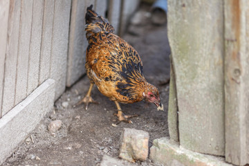 Куры на домашнем подворье