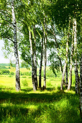 Fototapeta na wymiar summer in birch forest