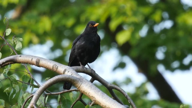 Singing male blackbird sitting on a tree top 