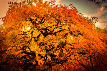 Japanese Maple tree