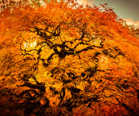 Japanese Maple tree