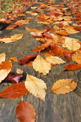 Autumn leaves background