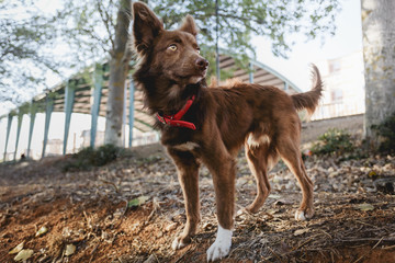 Wolf Dog