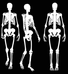 three human skeleton isolated on black