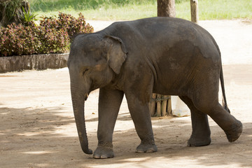 Fototapeta premium Image of a elephant on nature background in thailand.