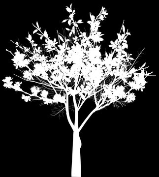 small white blossoming tree with large flowers isolated on black