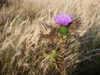 dry meadow with a violet thistle