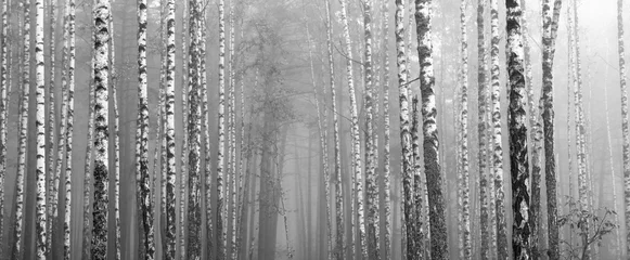 Foto op Plexiglas berkenbos, zwart-witfoto, herfstlandschap © yarbeer