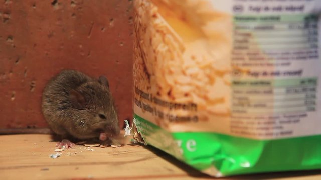 Close up of a young house mouse feeding on oat flakes