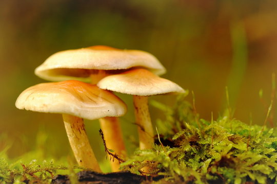Schwefelk&ouml;pfe