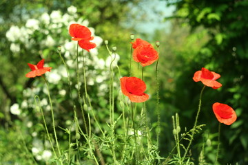 red poppy in the garden