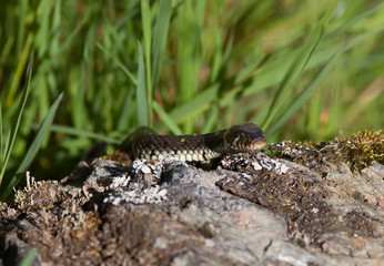 Grass snake