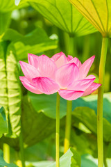 The Lotus Flower.Background is the lotus leaf.