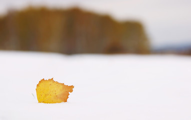 Alone dead yellow leaf on fresh snow and remote forest in cold s