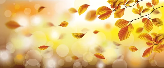Fotobehang Herbst Header - Buchenblätter in Herbstfarben fallend im Wind am sonnigen Tag © Alexander Limbach