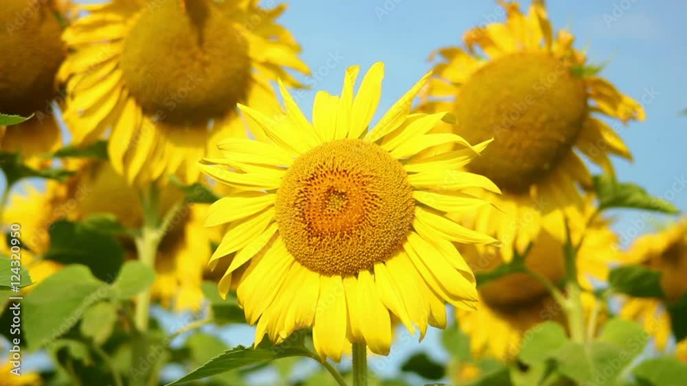 Poster Sunflowers