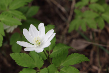 White flower of a snowdrop in the wood in the spring