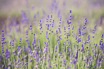 Lavender flowers. Nature background