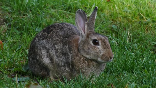 Close up of a European rabbit feeding on grass