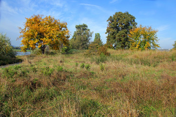 Elbwiese im Herbst