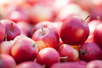 A pile of ripe red apples
