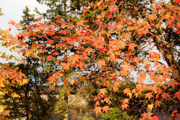 Liquidambar red leaves