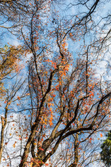 Liquidambar in autumn day