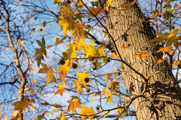 Liquidambar yellow leaves