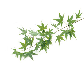 Naklejka premium 枝ともみじの葉