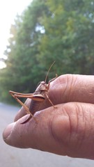 grillo tra le dita di una mano