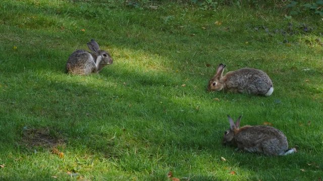 Three adult common rabbits feeding on grass
