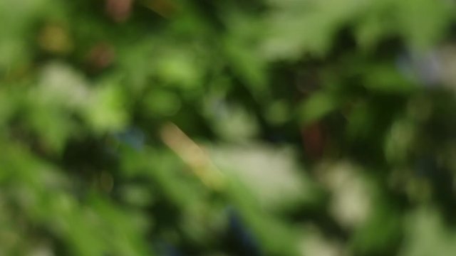 Illinois maple leaves, rack focus to group of Silver Maple&not;&dagger;leaves blowing in the wind.