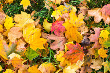 Naklejka na ściany i meble Fallen leaves on green grass, autumn ground texture