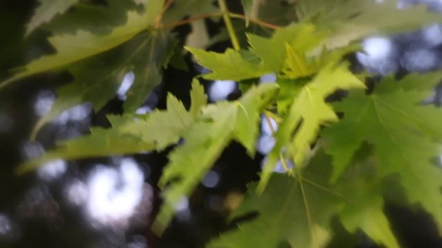Illinois maple leaves, Silver Maple&not;&dagger;leaves blow in the wind.
