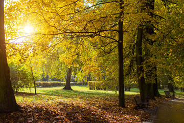 Autumn Park with yellow leaves in the rays of the sun.