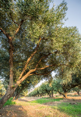 Olive trees garden.