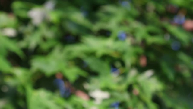 Illinois maple leaves, Silver Maple&not;&dagger;leavesrack focus.