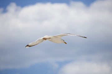 White seagull on blue sky