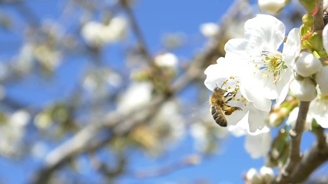 Slow motion bees flying collecting pollen from flowers cherry tree blossom pollinating fruit trees making honey close up honeycomb bee working on sunny day and warm weather with blue sky
