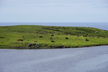 Landschaft auf Rathlin Island / Nordirland