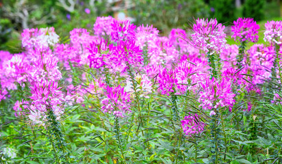 Beautiful pink spider flower in the garden