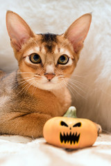 Cat lying with a Halloween pumpkin