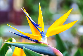 The bird of paradise flowers in nature