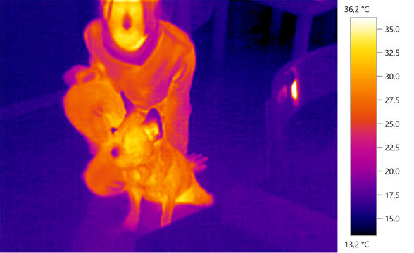  thermal image photo, french bulldog whith person, color scale