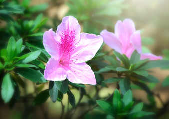 Azalea bloom in the garden, the flower of love silently burning