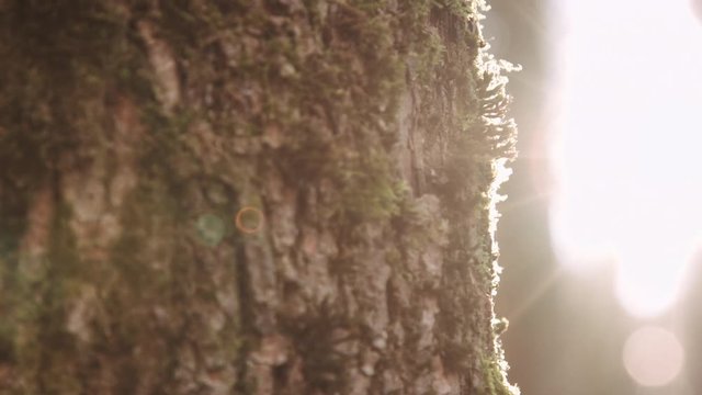 Cropped close up tree bark back lit on background of blurred morning forest.