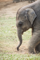 Fototapeta premium baby elephant in the Elephant Breeding Centre, Sauraha, Nepal